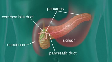 Pancreas Function Testing